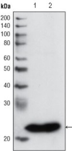Glutathione S-Transferase pi 1/GSTP1 Antibody (3F2C2), Novus Biologicals