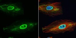 Glutathione S-Transferase pi 1/GSTP1 Antibody, Novus Biologicals 0.1mL;