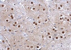 Glutathione S-Transferase pi 1/GSTP1 Antibody, Novus Biologicals 0.1mL;