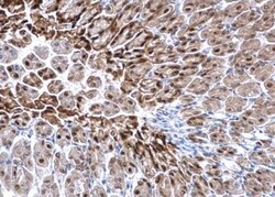 Glutathione S-Transferase pi 1/GSTP1 Antibody, Novus Biologicals 0.1mL;