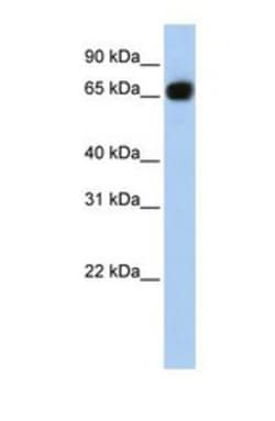 glycerol-3-phosphate permease Antibody, Novus Biologicals 0.05mg; Unlabeled:Antibodies,
