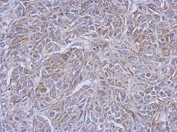 Glycerol 3 Phosphate Dehydrogenase Antibody, Novus Biologicals 0.1mL; Unlabeled:Antibodies,