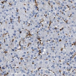 Glycine Receptor Alpha 1 Antibody, Novus Biologicals 25 &mu;L; Unlabeled:Antibodies,