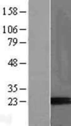 Novus Biologicals™ PP14/Glycodelin Overexpression Lysate