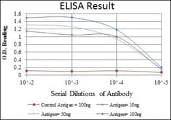 Glycogen Synthase Antibody (3A7), Novus Biologicals:Antibodies:Primary