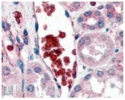 Glycophorin A Antibody, Novus Biologicals 0.1mg; Unlabeled:Antibodies,