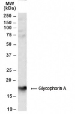 Glycophorin A Antibody, Novus Biologicals 0.1mg; Unlabeled:Antibodies,