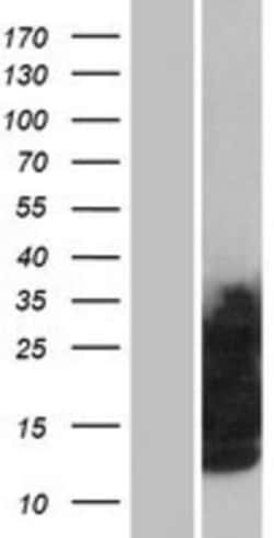 Novus Biologicals™ Glycophorin C Overexpression Lysate
