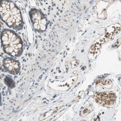 Glycophorin C Antibody, Novus Biologicals 0.1mL; Unlabeled:Antibodies,