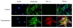 Glyoxalase I Antibody (Glo1a), Novus Biologicals:Antibodies:Primary Antibodies