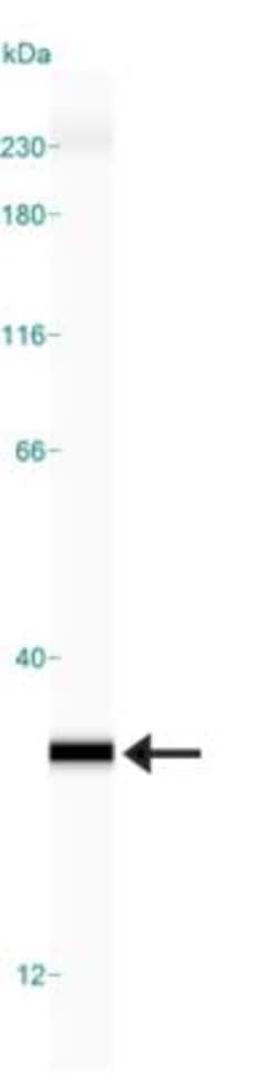 Glyoxalase I Antibody (Glo1a), Novus Biologicals:Antibodies:Primary Antibodies
