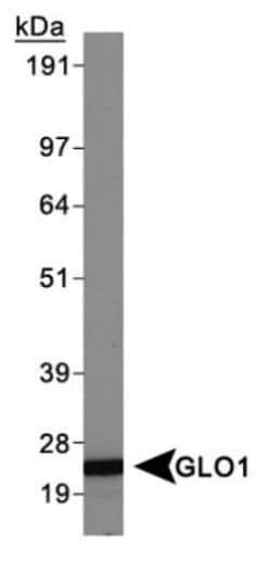 Glyoxalase I Antibody (Glo1a), Novus Biologicals:Antibodies:Primary Antibodies