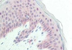 Glypican 1 Antibody, Novus Biologicals 0.1mg; Unlabeled:Antibodies, Polyclonal