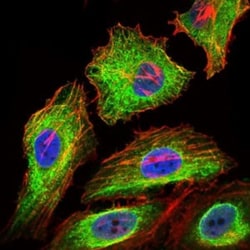 Glypican 3 Antibody (9C2) - BSA Free, Novus Biologicals 0.1mL; Unlabeled:Antibodies,