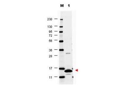 GM-CSF Antibody - Azide and BSA Free, Novus Biologicals 0.1mg; Unlabeled:Antibodies,