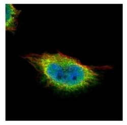 GMEB1 Antibody, Novus Biologicals 0.1mL; Unlabeled:Antibodies, Polyclonal
