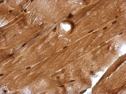 GMEB1 Antibody, Novus Biologicals 0.1mL; Unlabeled:Antibodies, Polyclonal