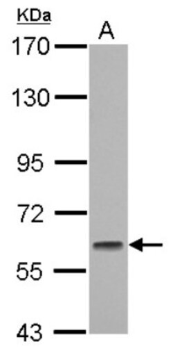 GMEB1 Antibody, Novus Biologicals 0.1mL; Unlabeled:Antibodies, Polyclonal