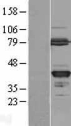 Novus Biologicals&trade;&nbsp;GMPR2 Overexpression Lysate