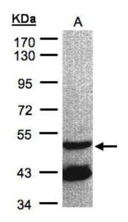 GNAL Antibody, Novus Biologicals 0.1 mL | Buy Online | Novus Biologicals | Fisher Scientific