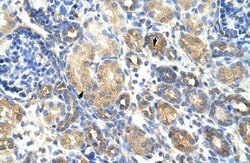 GNB1L Antibody, Novus Biologicals:Antibodies:Primary Antibodies