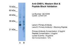 GNB1L Antibody, Novus Biologicals:Antibodies:Primary Antibodies