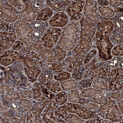 GNIP Antibody, Novus Biologicals 0.1mL; Unlabeled:Antibodies, Polyclonal