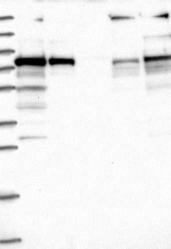 GNL1 Antibody, Novus Biologicals:Antibodies:Primary Antibodies