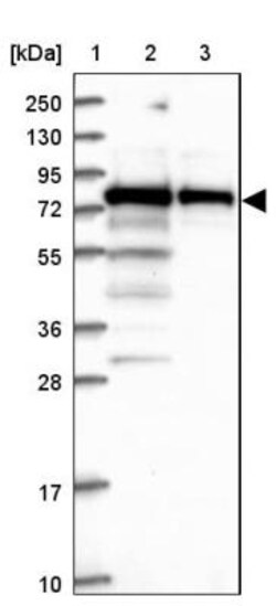 GNL1 Antibody, Novus Biologicals:Antibodies:Primary Antibodies