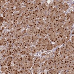 GNL3L Antibody, Novus Biologicals 0.1mL; Unlabeled:Antibodies, Polyclonal