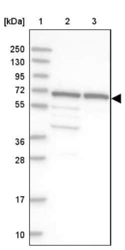 GNL3L Antibody, Novus Biologicals 0.1mL; Unlabeled:Antibodies, Polyclonal