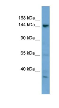 GNPTAB Antibody, Novus Biologicals:Antibodies:Primary Antibodies