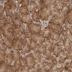 GNPTG Antibody, Novus Biologicals:Antibodies:Primary Antibodies