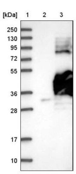 GNPTG Antibody, Novus Biologicals:Antibodies:Primary Antibodies