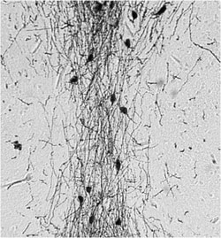 GnRH Antibody, Novus Biologicals 0.1mL; Unlabeled:Antibodies, Polyclonal