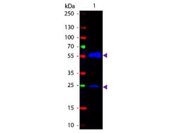 Goat anti-Armenian Hamster IgG (H+L) Secondary Antibody, FITC, Novus Biologicals