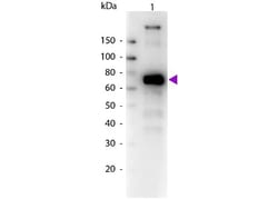 Goat anti-Monkey IgM Heavy Chain Secondary Antibody, Biotin, Novus Biologicals™