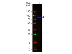 Goat anti-Monkey IgM Heavy Chain Secondary Antibody, FITC, Novus Biologicals™