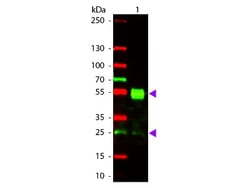 Goat anti-Mouse IgG (H+L) Secondary Antibody, Texas Red (Pre-adsorbed), Novus Biologicals™