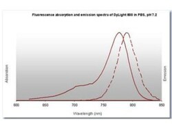 Goat anti-Rat IgG (H+L) Secondary Antibody, DyLight 800 (Pre-adsorbed), Novus Biologicals&trade;