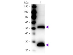 Goat F(ab')2 anti-Mouse IgG (H+L) Secondary Antibody, HRP, Novus Biologicals&trade;