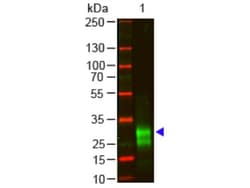 Goat F(ab')2 anti-Rabbit IgG F(ab')2 Secondary Antibody (Pre-adsorbed), Novus Biologicals&trade;