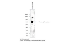Goat anti-Human IgG Fc Secondary Antibody, HRP, Novus Biologicals 1mL;