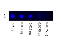 Goat anti-Mouse IgG (H+L) Secondary Antibody, FITC (Pre-adsorbed), Novus Biologicals 1 mg | Buy Online | Novus Biologicals | Fisher Scientific