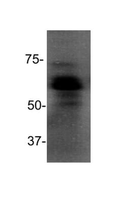 Goat anti-Mouse IgG (H+L) Secondary Antibody, HRP (Pre-adsorbed), Novus Biologicals™