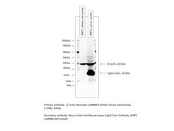 Goat anti-Mouse Kappa Light Chain Secondary Antibody, HRP, Novus Biologicals&trade;