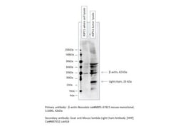Goat anti-Mouse Lambda Light Chain Secondary Antibody, HRP, Novus Biologicals&trade;