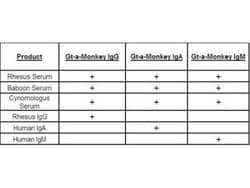 Goat anti-Monkey IgM Heavy Chain Secondary Antibody, Rhodamine, Novus Biologicals