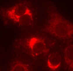 Goat F(ab')2 anti-Rabbit IgG (H+L) Secondary Antibody, DyLight 550 (Pre-adsorbed),