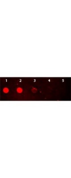 Goat anti-Rabbit IgG (H+L) Secondary Antibody, Rhodamine, Novus Biologicals